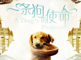 《一条狗的使命1》在线观看